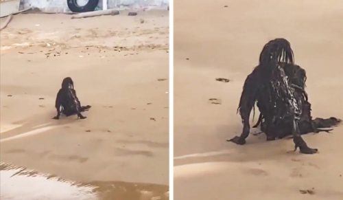 Mężczyzna przyłapał przerażające stworzenie podczas opalania się na plaży!