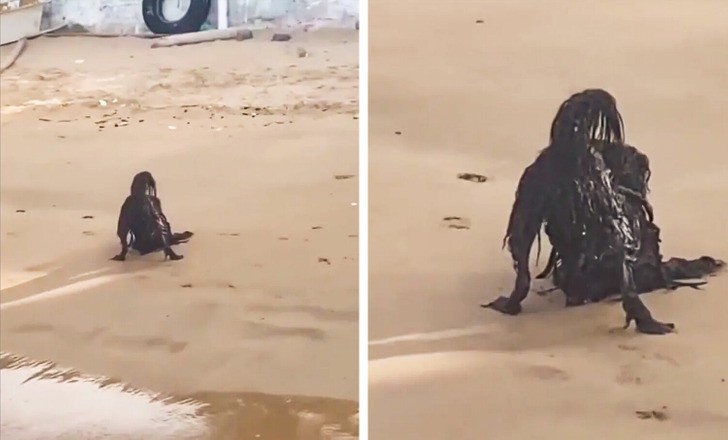 Mężczyzna przyłapał przerażające stworzenie podczas opalania się na plaży!