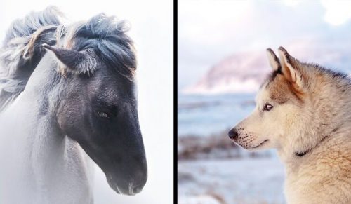 Fotograf podróżował zimą po Islandii i uchwycił piękne zwierzęta!