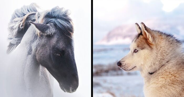 Fotograf podróżował zimą po Islandii i uchwycił piękne zwierzęta!
