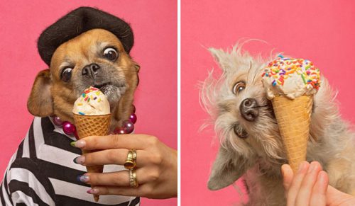 Fotografka robi zdjęcia psom jedzącym lody, co może roztopić twoje serce!
