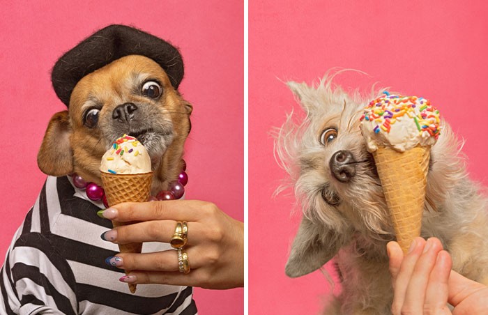 Fotografka robi zdjęcia psom jedzącym lody, co może roztopić twoje serce!