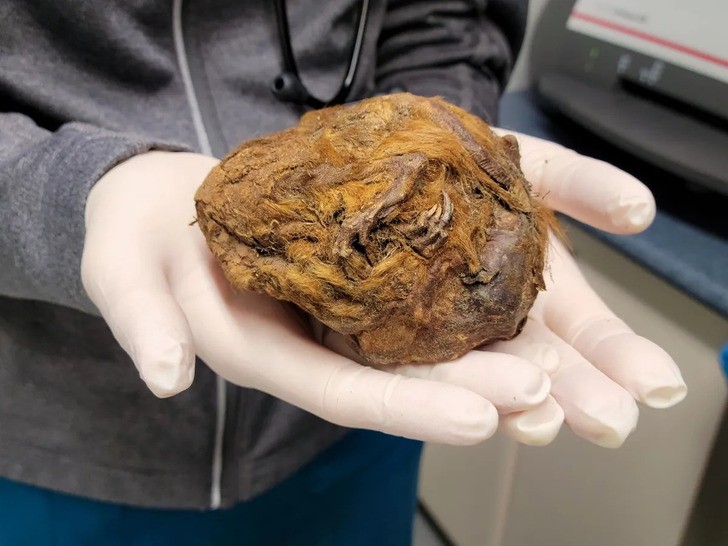 Zamrożona kula futrzana odkrywa niezwykły sekret – według naukowców ma 30 000 lat!