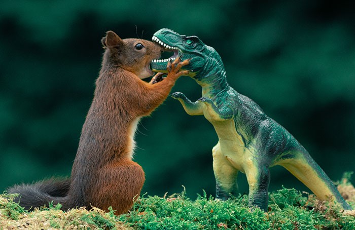 19 zdjęć wiewiórek wchodzących w interakcję z dinozaurami!
