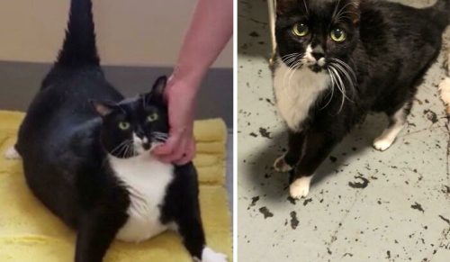 30 grubych kotków, które przeszły niesamowitą transformację, aby stać się zdrowszymi!