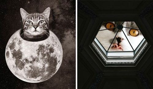Artysta tworzy równoległy świat z kotami jako olbrzymami i wszystkim się to podoba!