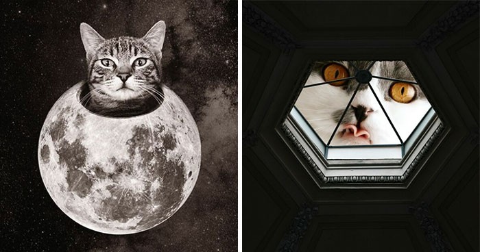 Artysta tworzy równoległy świat z kotami jako olbrzymami i wszystkim się to podoba!