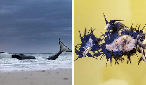 Oto 15 zwycięskich zdjęć z konkursu na fotografa dzikiej przyrody roku!
