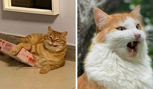 30 zabawnych zdjęć kotów, które zostały zaskoczone!