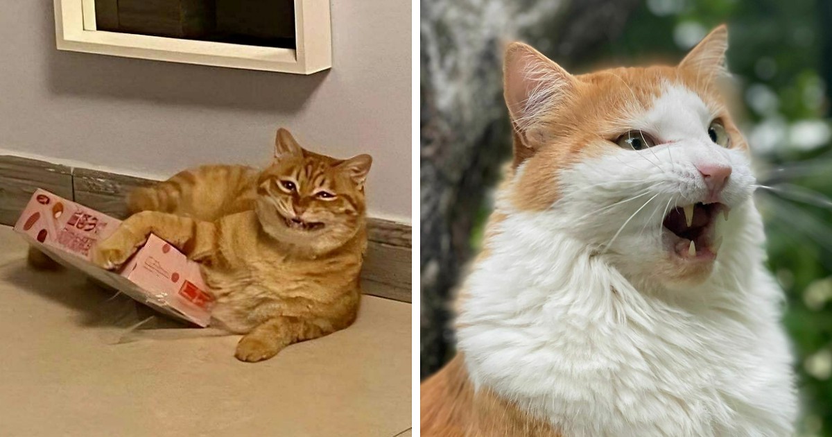 30 zabawnych zdjęć kotów, które zostały zaskoczone!