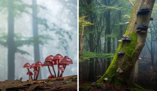 12 zdjęć grzybów przedstawiających magiczny świat otaczającego je lasu!