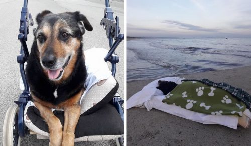 Mężczyzna zabrał swojego starego psa, aby po raz ostatni zobaczył morze!