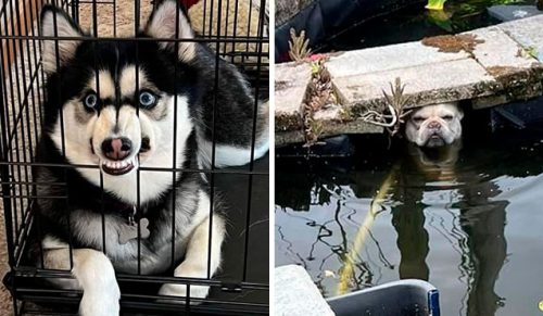 30 zabawnych zdjęć psów, które zaskoczyły swoich właścicieli!