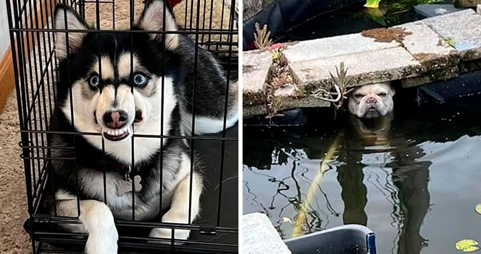 30 zabawnych zdjęć psów, które zaskoczyły swoich właścicieli!