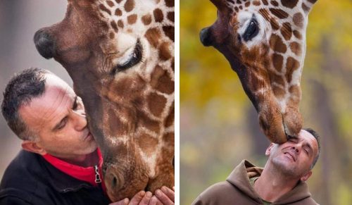 Opiekun zoo i żyrafa, którą opiekował się przez 10 lat, zmarli tego samego dnia!