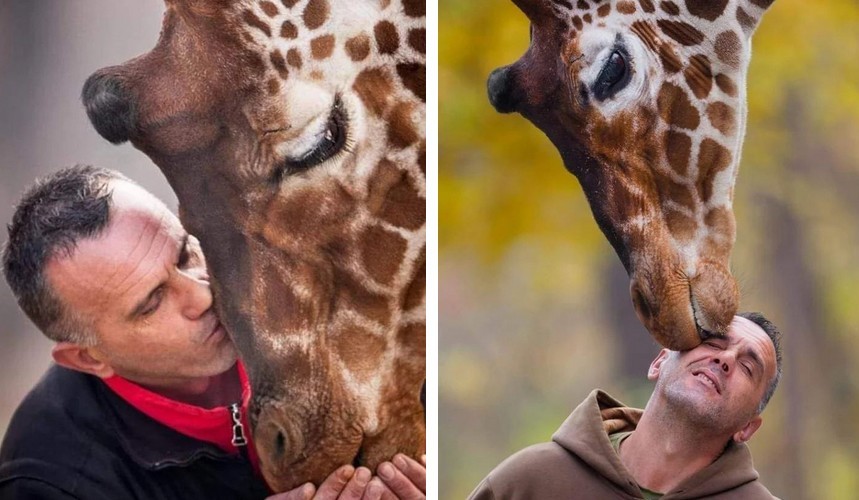 Opiekun zoo i żyrafa, którą opiekował się przez 10 lat, zmarli tego samego dnia!