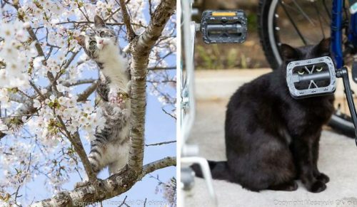 30 zabawnie uroczych zdjęć bezdomnych kotów zrobionych przez tego japońskiego fotografa!