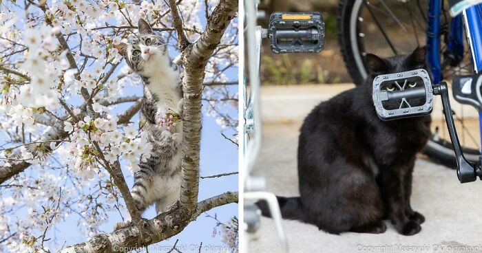 30 zabawnie uroczych zdjęć bezdomnych kotów zrobionych przez tego japońskiego fotografa!