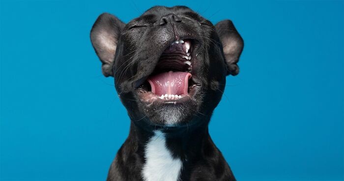 Derpy Dogs: 30 uroczych zdjęć łap, nosów i machających ogonów!
