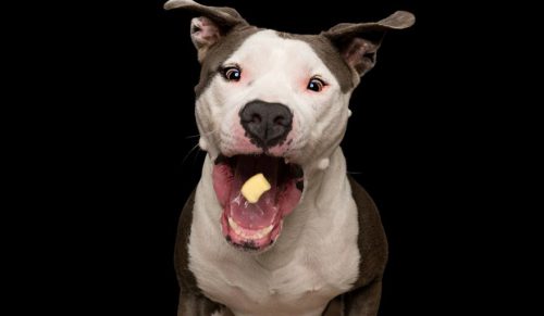 10 śmiesznych zdjęć psów łapiących smakołyki!