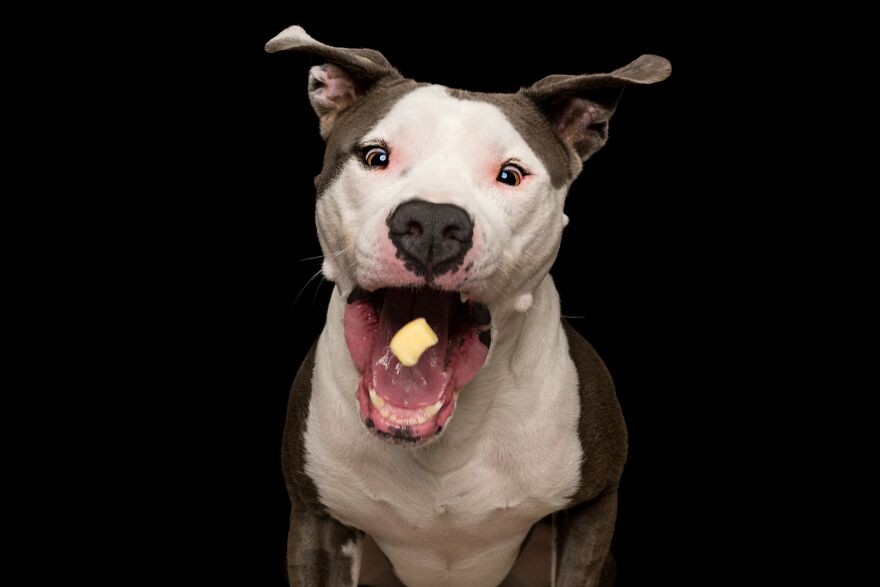 10 śmiesznych zdjęć psów łapiących smakołyki!
