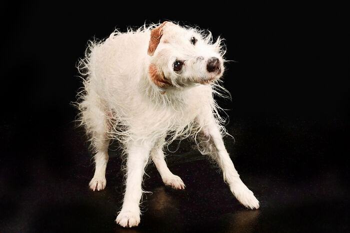 Fotografka psów wykonała 13 portretów inspirowanych wodą!