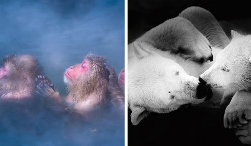 Chwile połączenia: 10 chwytających za serce zdjęć zwierząt!