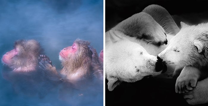 Chwile połączenia: 10 chwytających za serce zdjęć zwierząt!