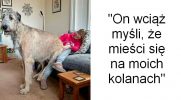 30 olbrzymich psów, które nie wiedzą, jak duże są!