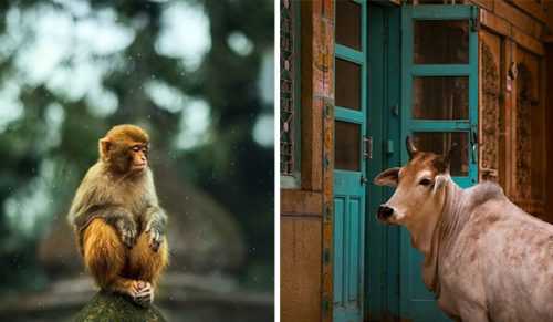 14 zdjęć zwierząt, które fotograf zrobił podczas podróży!