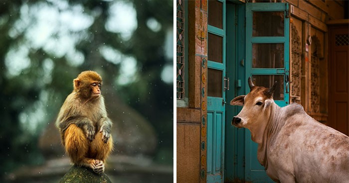 14 zdjęć zwierząt, które fotograf zrobił podczas podróży!