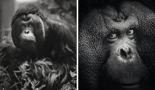 Fotograf uwielbia robić portrety zwierząt, a oto 13 ostatnich zdjęć, które zrobił w zoo!