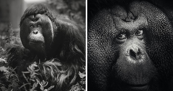 Fotograf uwielbia robić portrety zwierząt, a oto 13 ostatnich zdjęć, które zrobił w zoo!