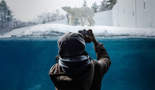 12 urzekających zdjęć niedźwiedzi polarnych, które fotograf zrobił w zoo!