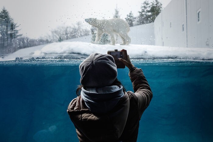 12 urzekających zdjęć niedźwiedzi polarnych, które fotograf zrobił w zoo!