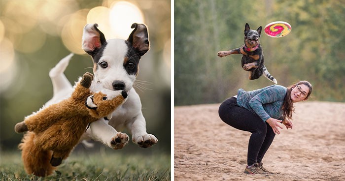 Fotograf robi zdjęcia psom w biegu i w rezultacie powstają najcudowniejsze wyrazy radości!