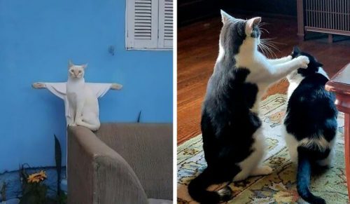 30 zabawnie błogosławionych zdjęć, które dowodzą, że koty są zesłańcami Boga!
