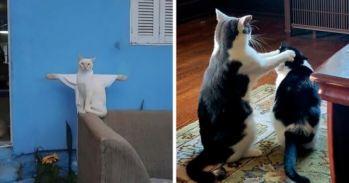 30 zabawnie błogosławionych zdjęć, które dowodzą, że koty są zesłańcami Boga!