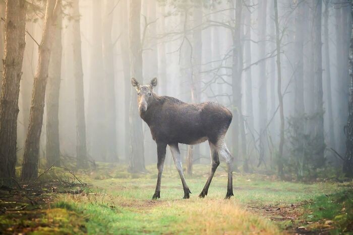 25 urzekających fotografii zwierząt w ich naturalnym środowisku!