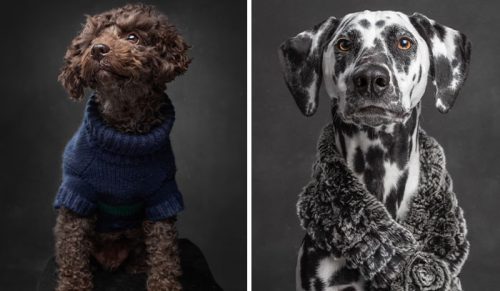 „Who’s Your Doggy”: fotografka przeprowadziła wywiady z psami i zebrała ich historie w książce!