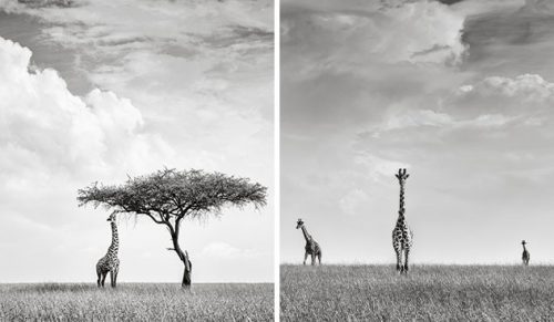 Ryczące noce i wspaniałe dni na safari: oto 21 zdjęć z Kenii!