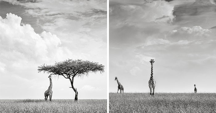 Ryczące noce i wspaniałe dni na safari: oto 21 zdjęć z Kenii!
