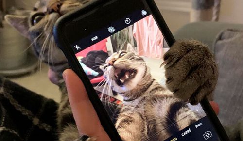 30 zabawnych zdjęć kotów, które rozśmieszą każdego miłośnika zwierząt!