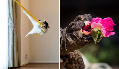 15 zdjęć zwierząt zrobionych w najlepszym momencie, które wygrały konkurs Comedy Pet Photo Awards 2024!