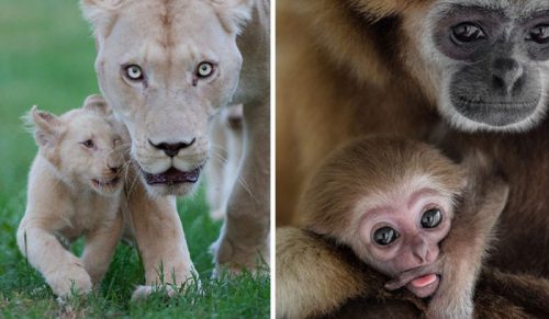 Hołd dla matek zwierząt: oto przeuroczych 17 zdjęć!