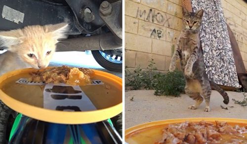 To konto udostępnia informacje o bezpańskich kotach, dostarczając im posiłki za pomocą dronów!