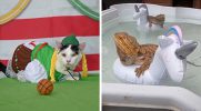 OlymPETs 2024: igrzyska zwierzaków, które możesz oglądać tak jak Olimpiadę dla ludzi!