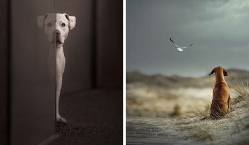 30 najlepszych zdjęć wszech czasów z International Dog Photography Awards!