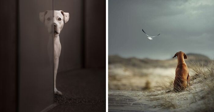 30 najlepszych zdjęć wszech czasów z International Dog Photography Awards!