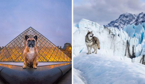 Fotograf podróżował po świecie, aby uchwycić ponad psy w ich naturalnych siedliskach na potrzeby mojego projektu „Dogs Of The World”!